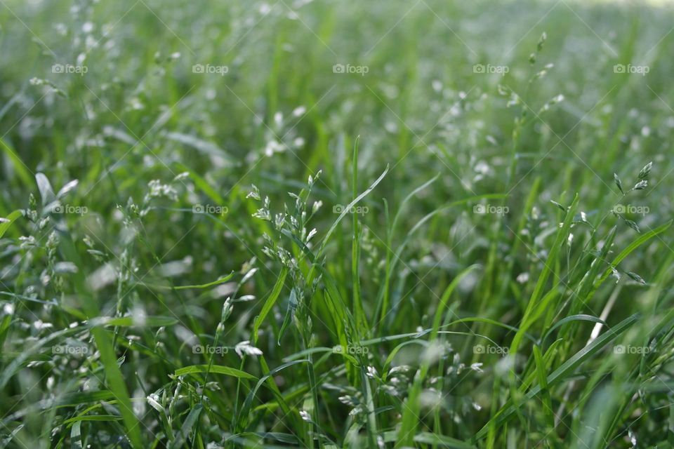Green grass, background 