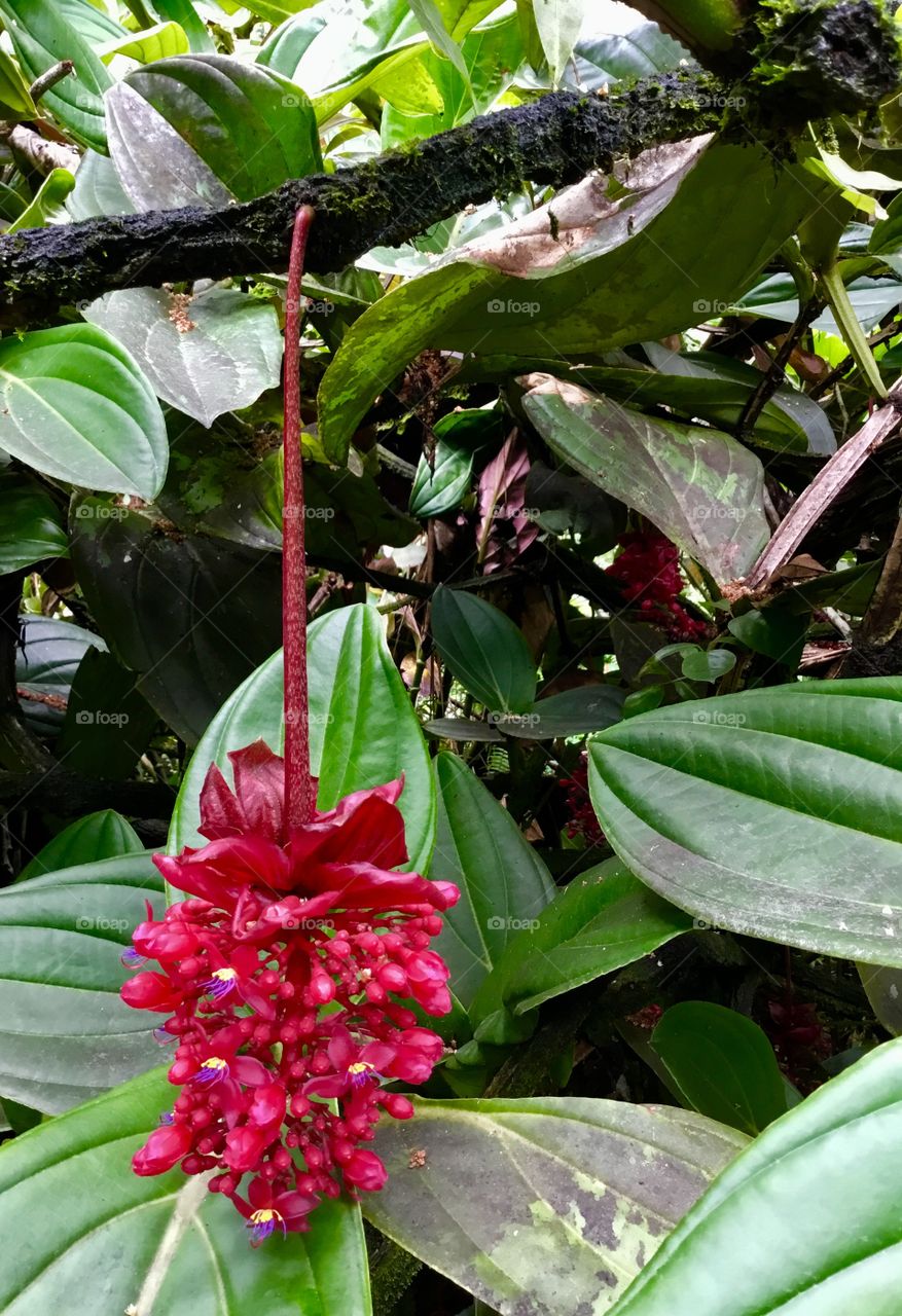 At Hawaii Tropical Botanical Garden