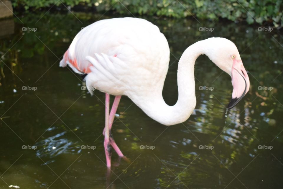 Flamingo