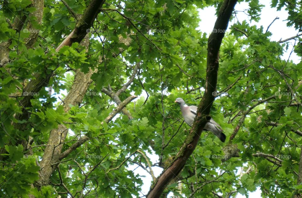 Ringeltaube im Geäst