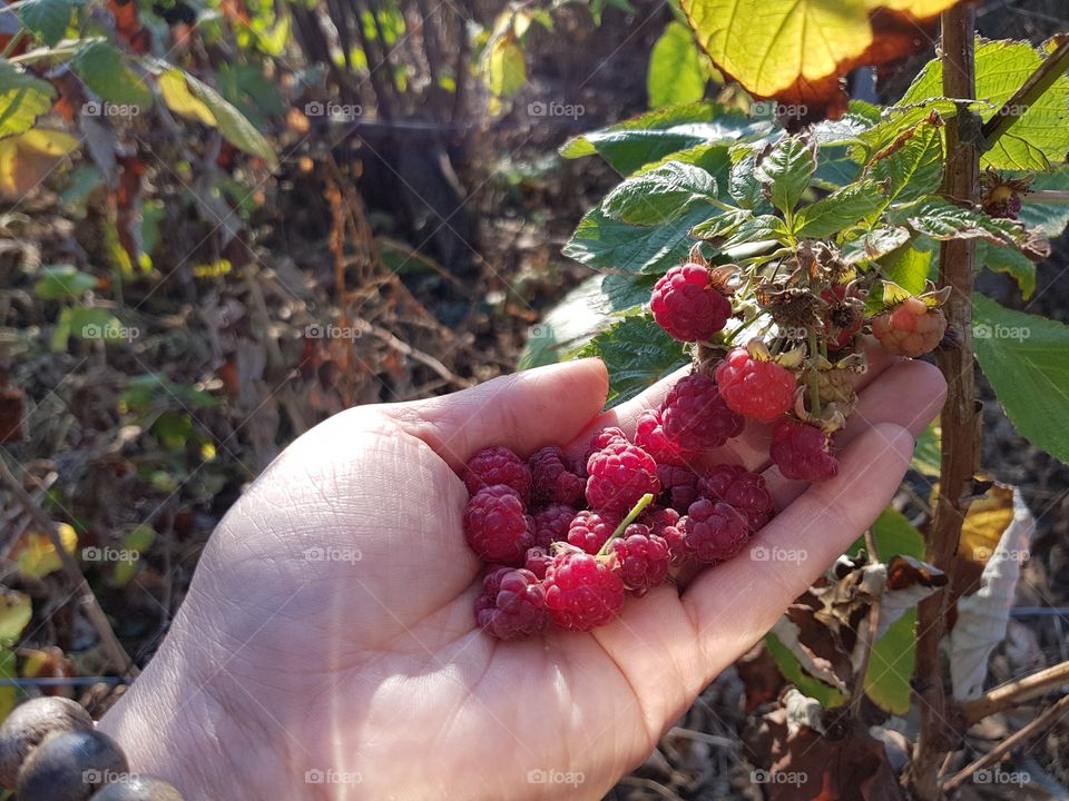 Raspberries