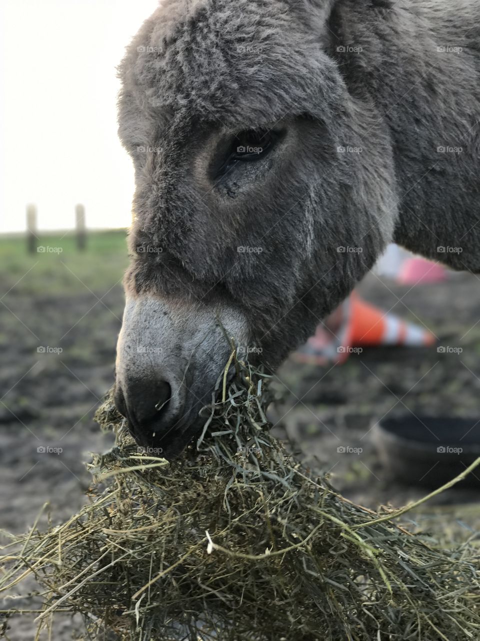 Donkey eating 
