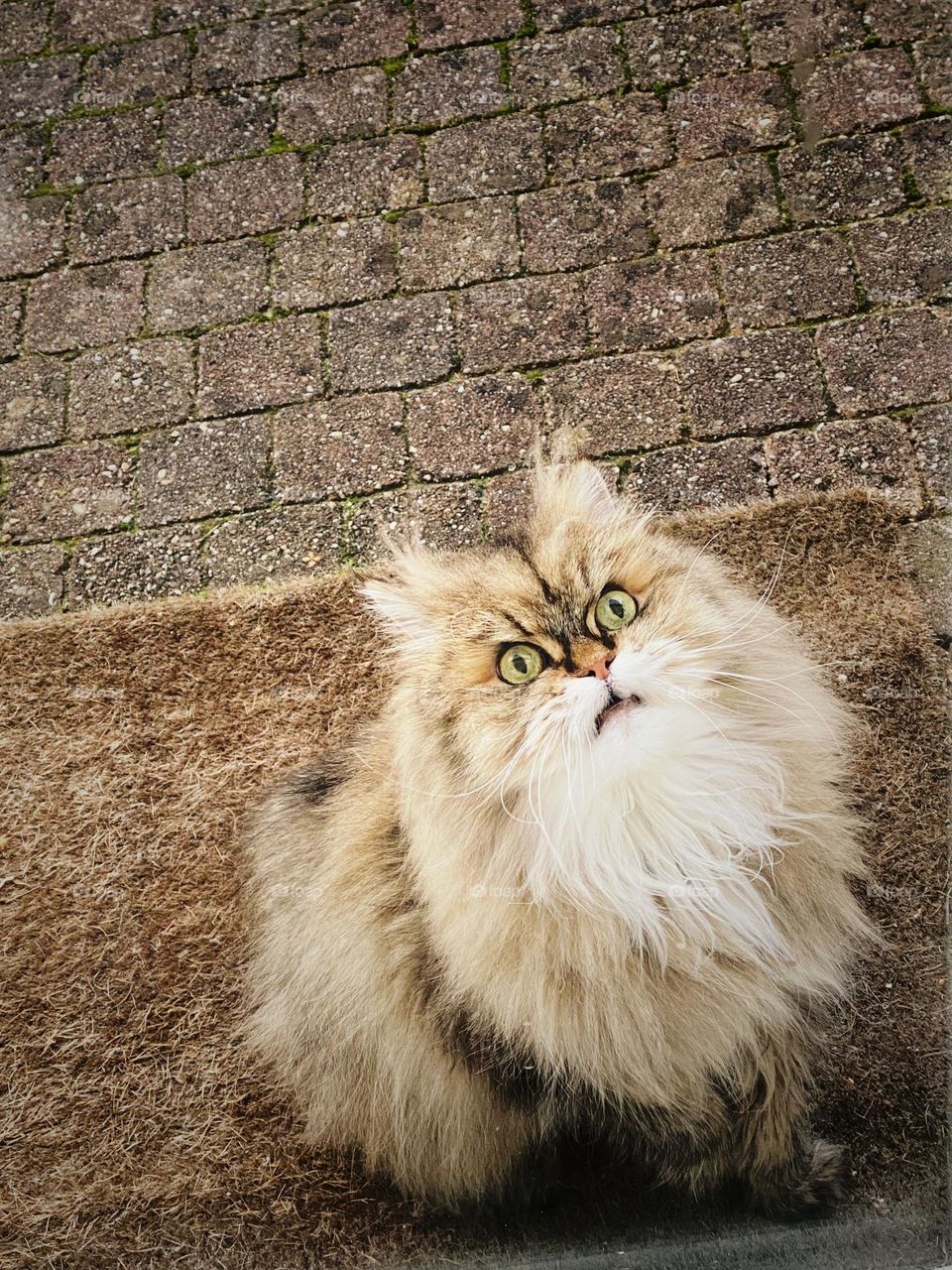Beige colored Persian cat, waiting outside, upset face , cat on the doormat, cat looking up