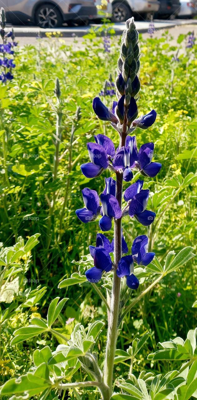 Lupinus pilosus
