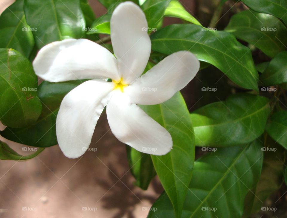 White flower and green leaves