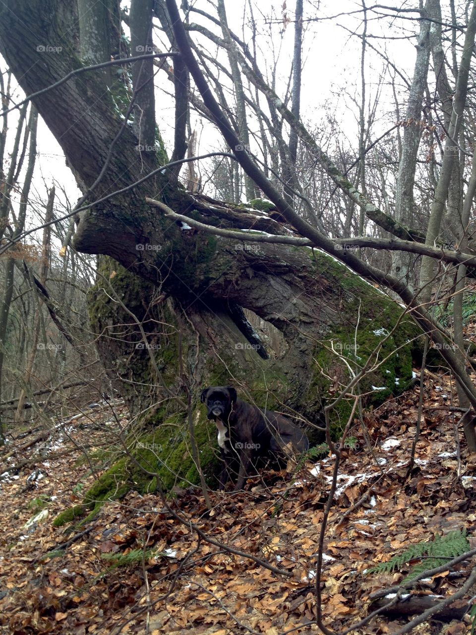 Walk through the woods with my dog