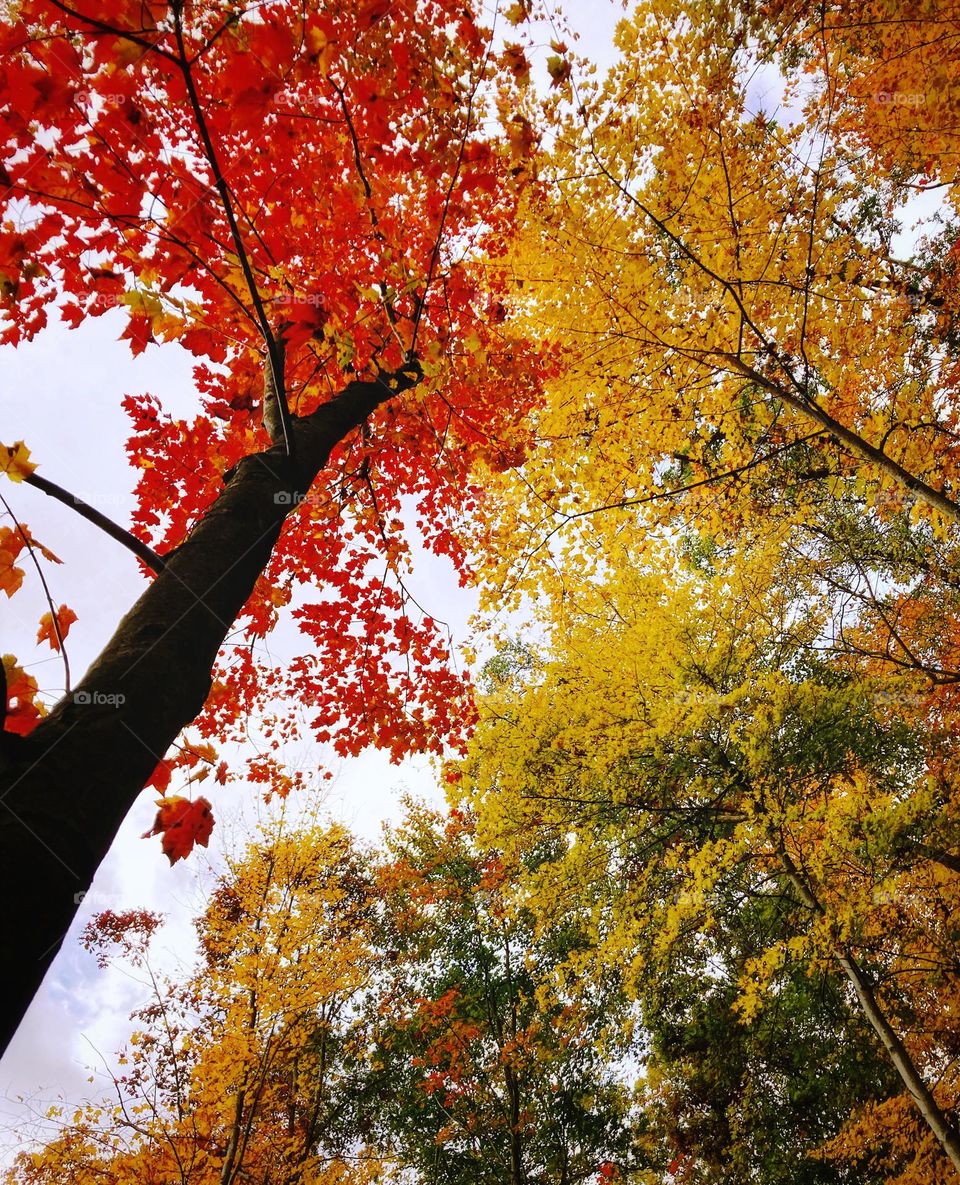 Looking up through trees that have bright yellow and pink leaves in the Autumn in Michigan 