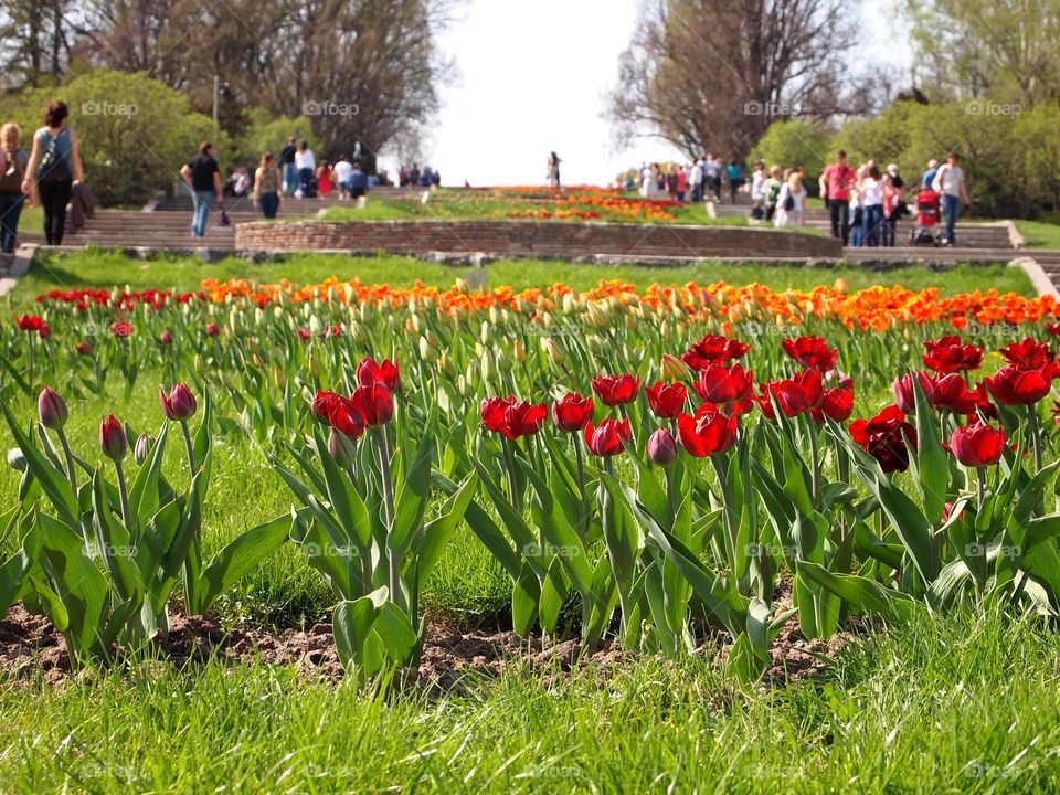 tulips in the botanical garden