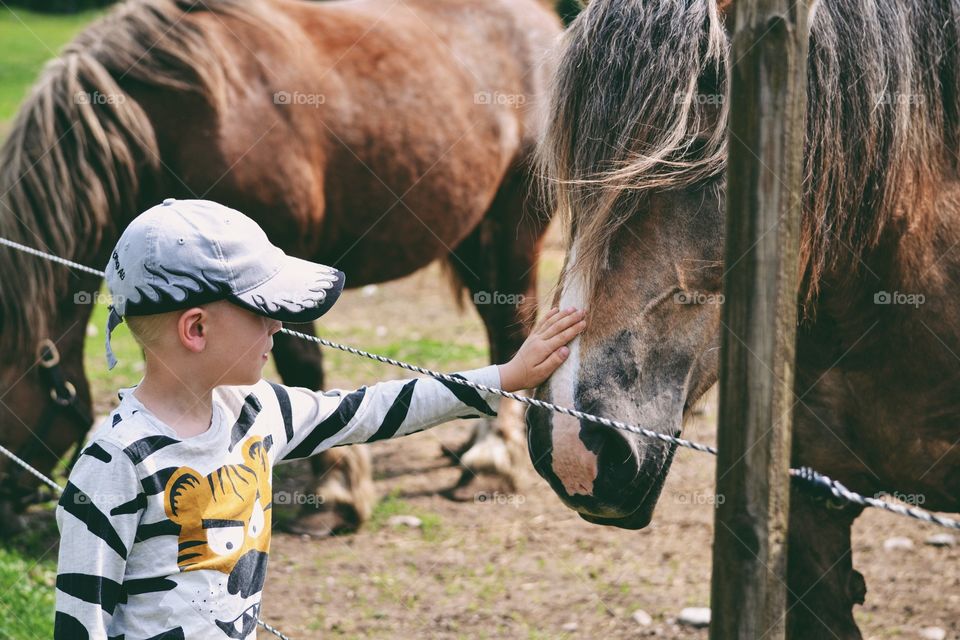 Boy with two big horses