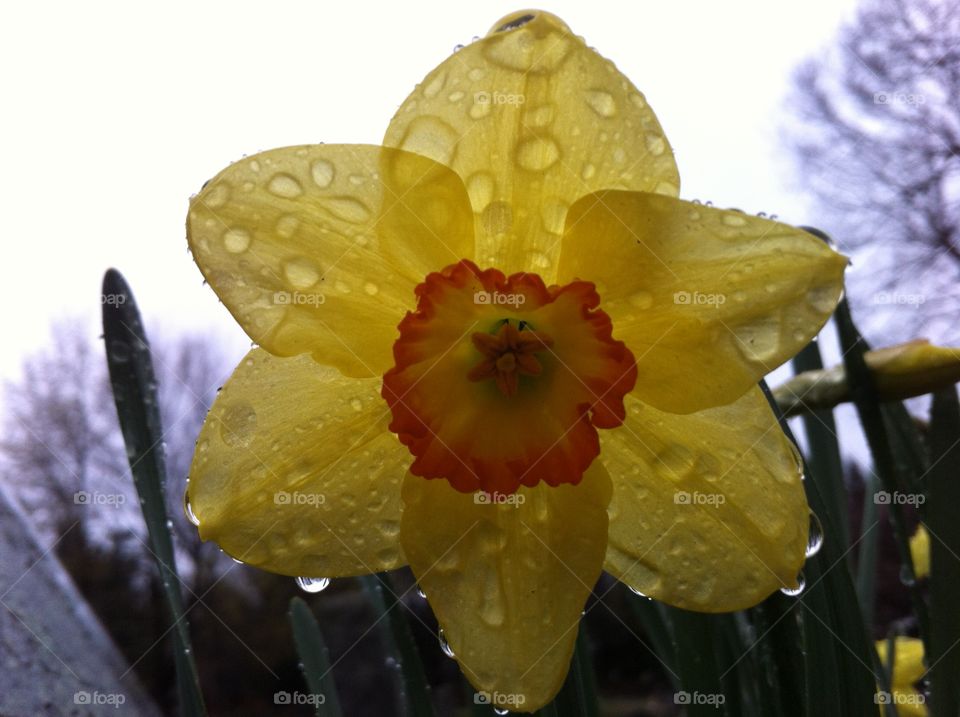 Rainy daffodil