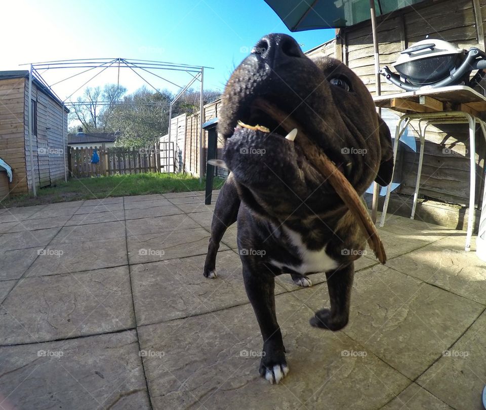 Dog playing outside with a branch- gopro hero 4