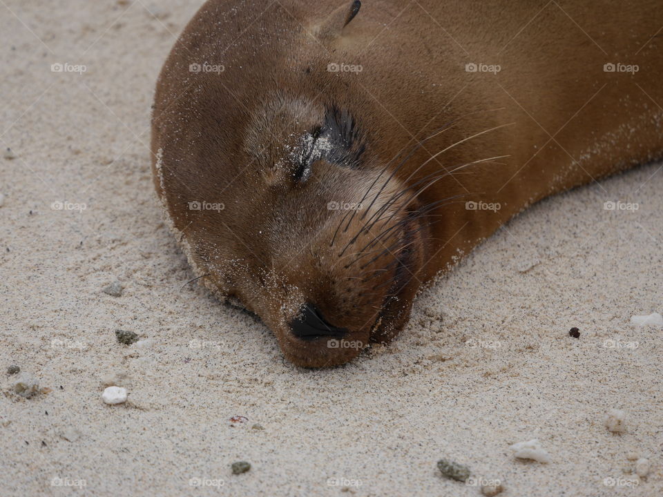 Sleeping sea lion