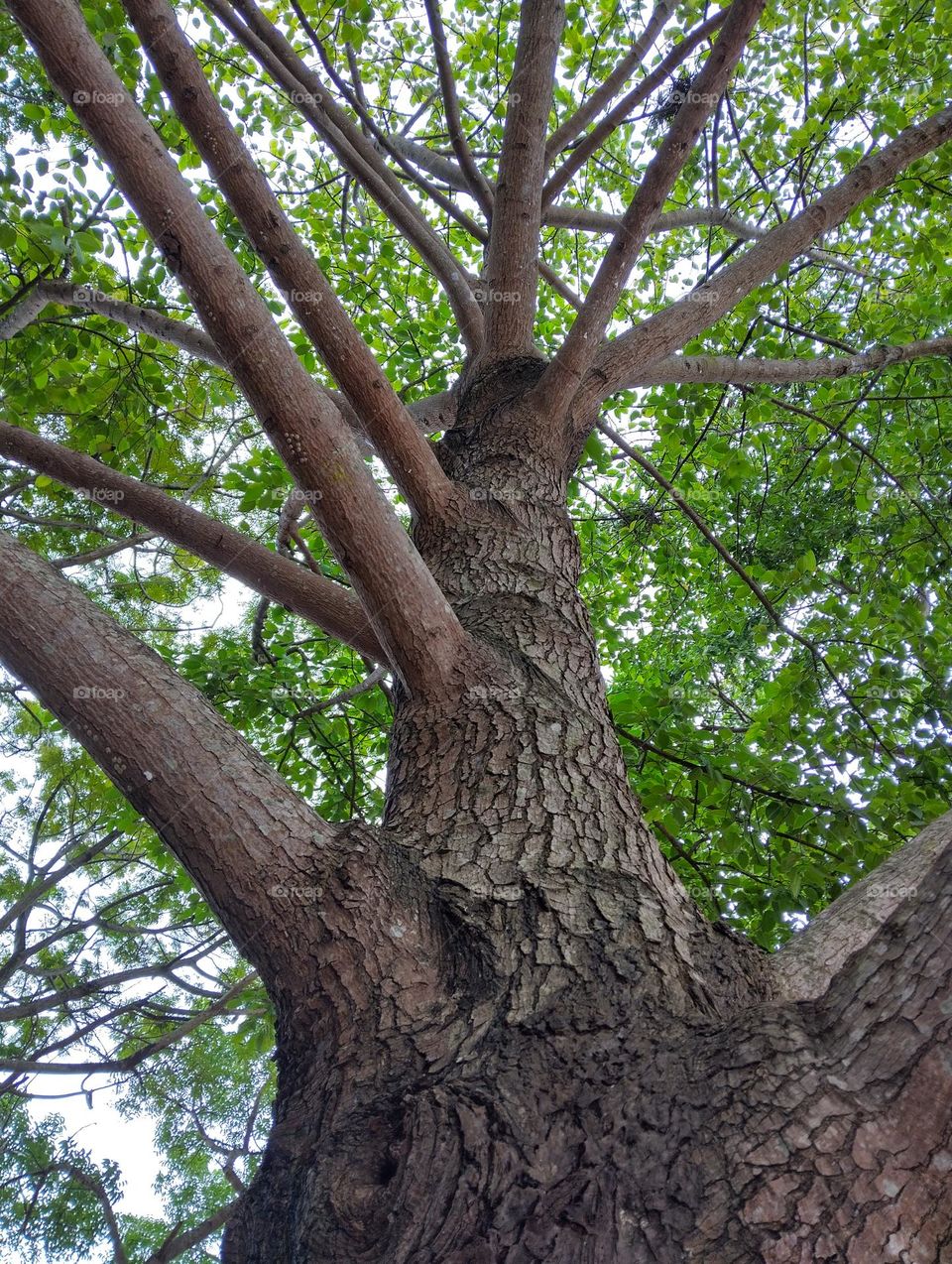 The branches of trees