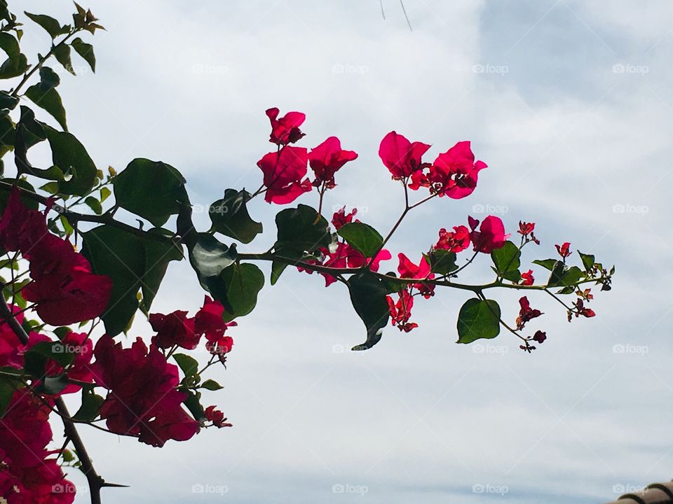 Bougainvillea vine