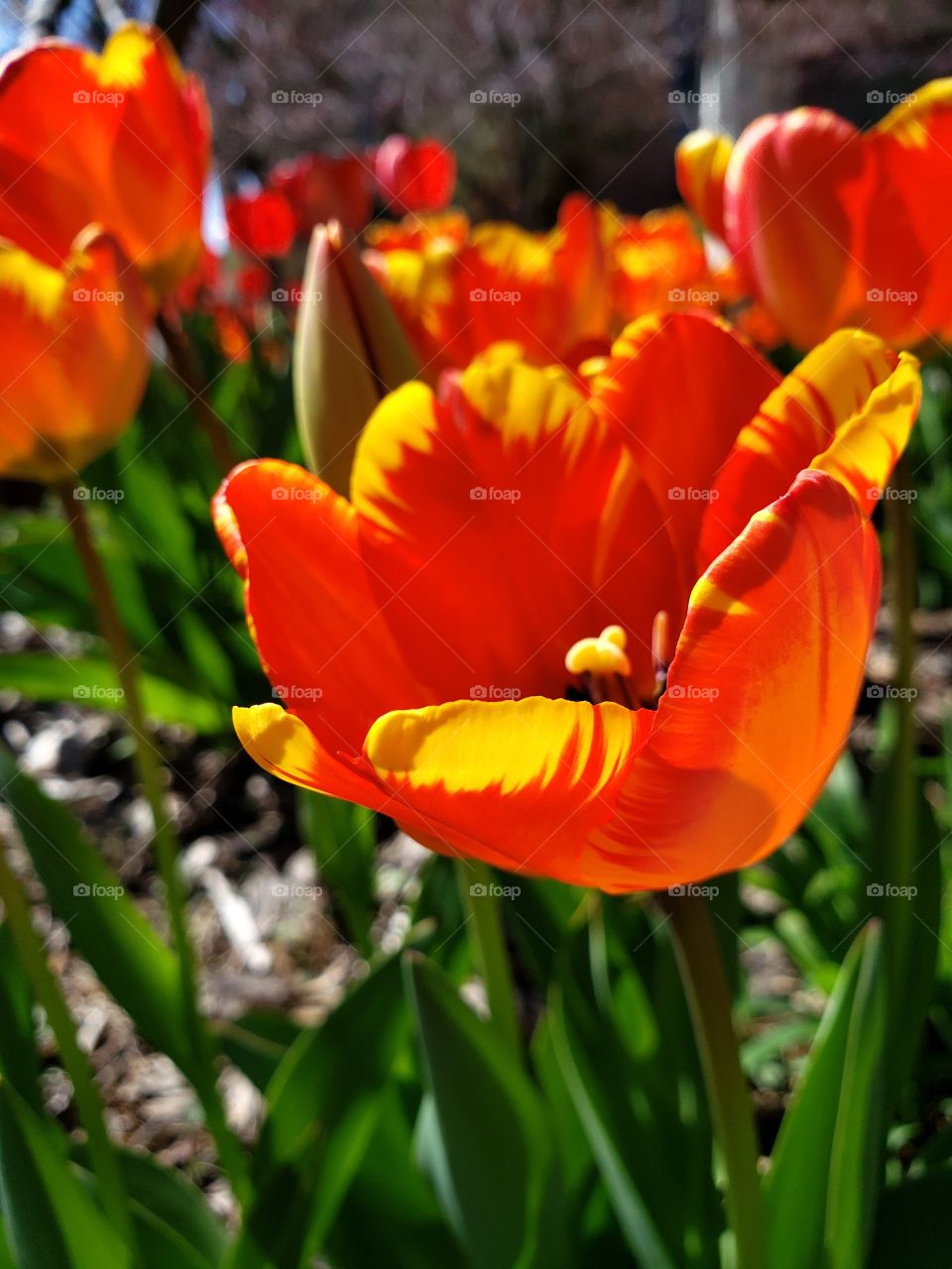 tulips