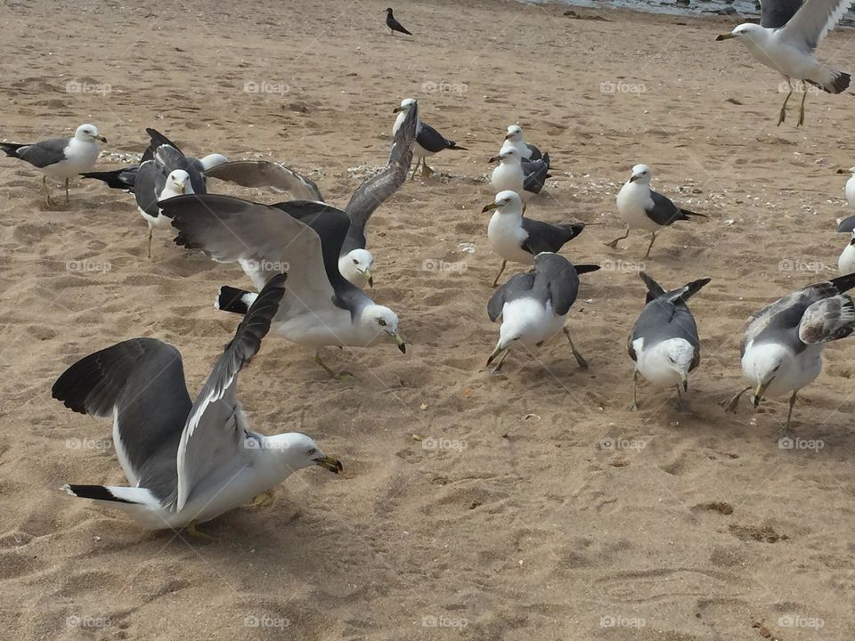 Seagulls 