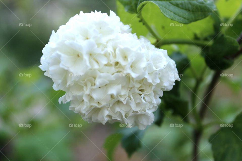 a flower of hydrangea