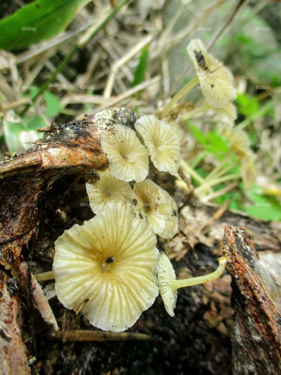 mushrooms