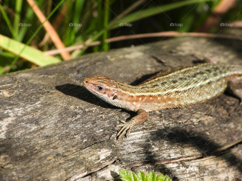 A lizard on a tree stump 