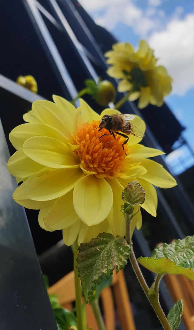 flowers and a bee 💛