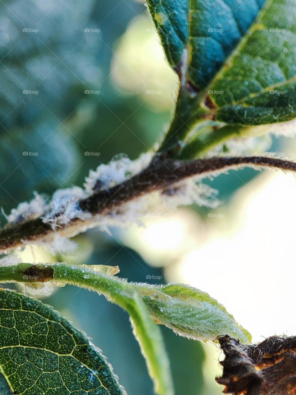 New leaf with Prociphilus, Insects in the background