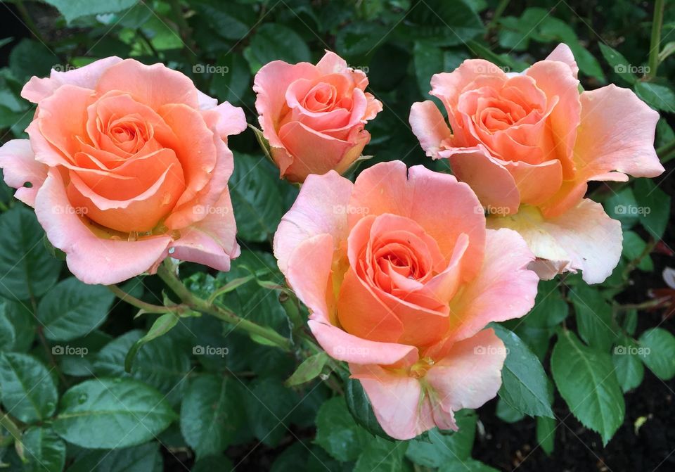 Overhead view of rose flowers