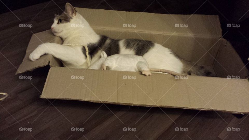 cat in a box