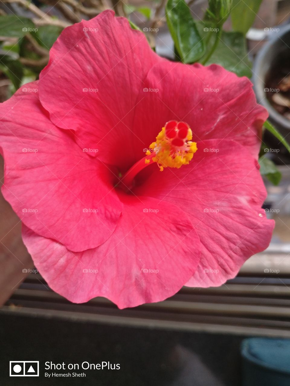 Hibiscus, different colors, PINK HIBISCUS, PETAL, Pollens, जास्वंद, Indian name of this flower is JASWAND.