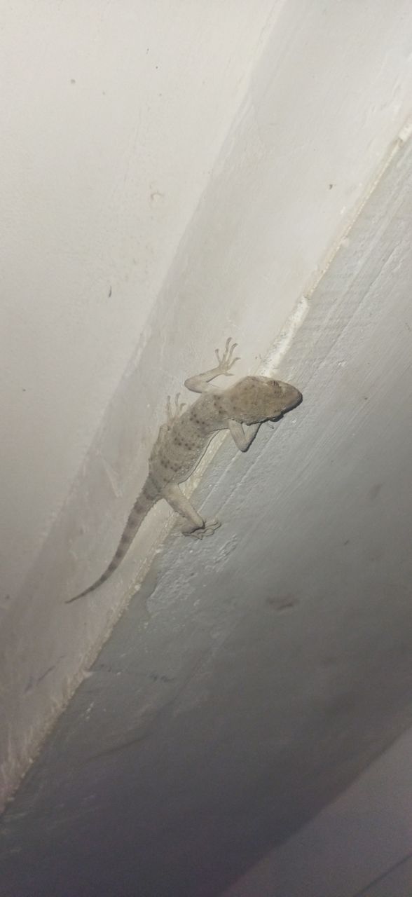 lizard