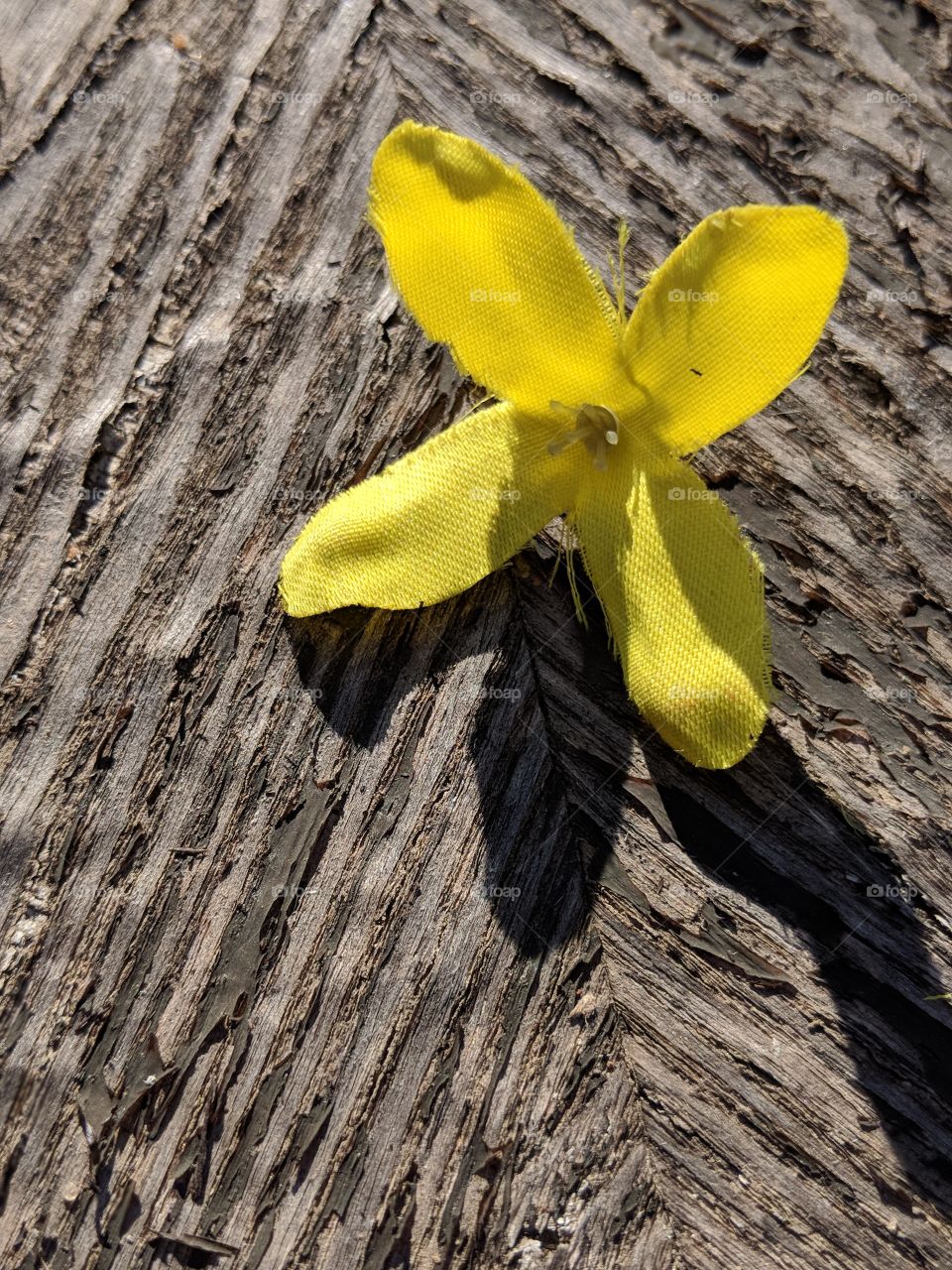 Yellow against old wood look so good