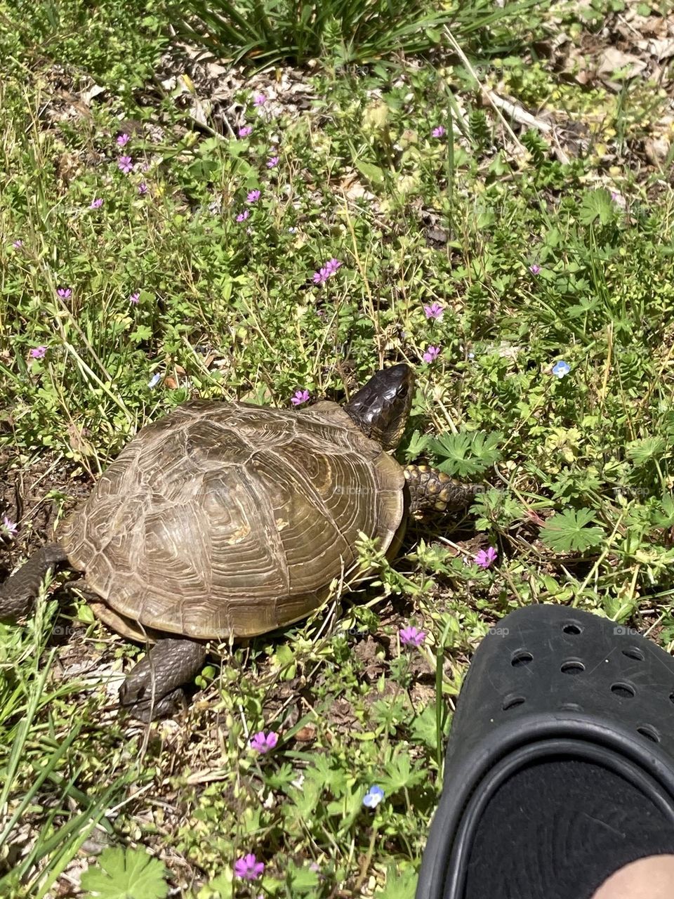 Box turtle