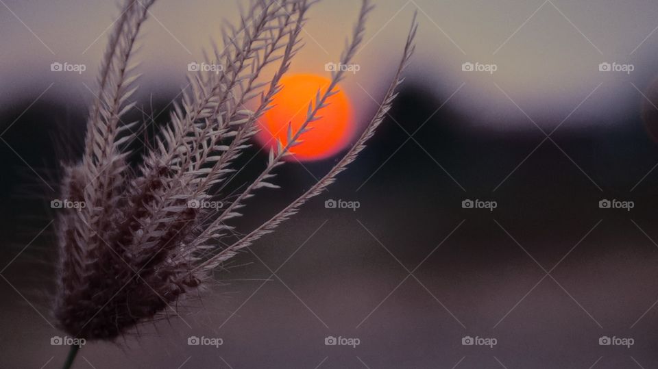 Grass Flowers when the sun goes down in the evening