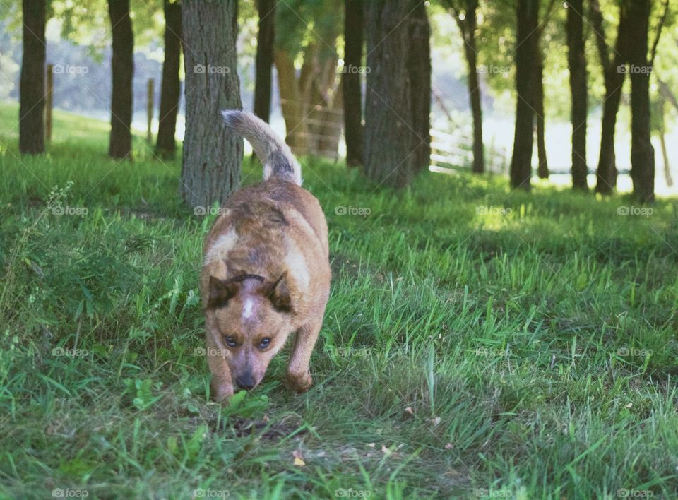 Animals in the Fall - an Australian Cattle Dog / Red Heeler comes out of a grove of trees, nose-to-the-ground 