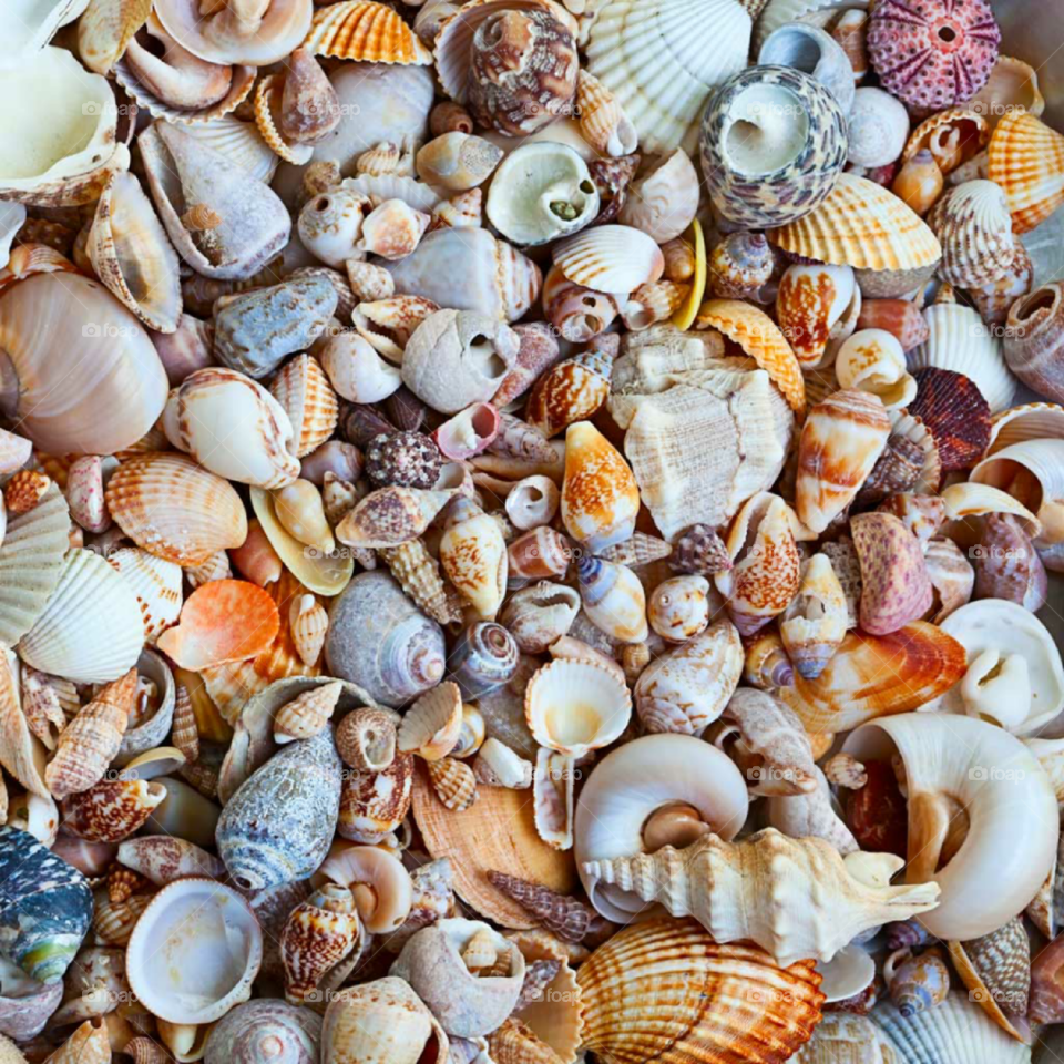 Seashells