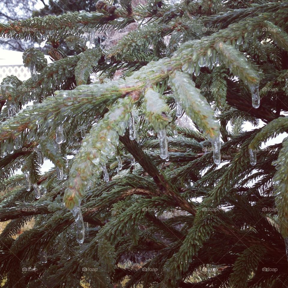 Icy Tree
