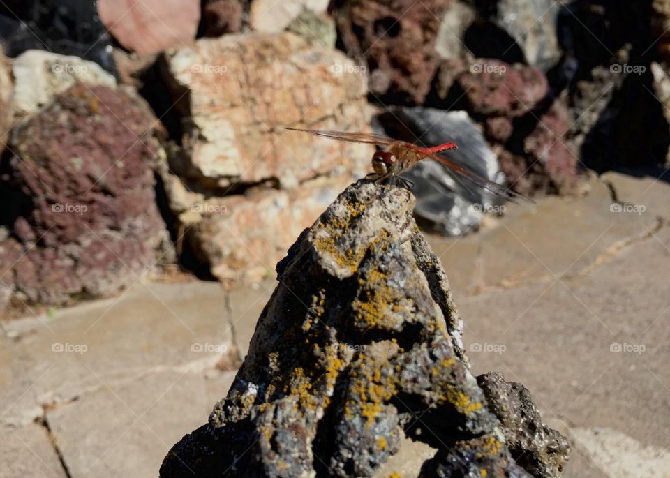 Dragonfly on a rock