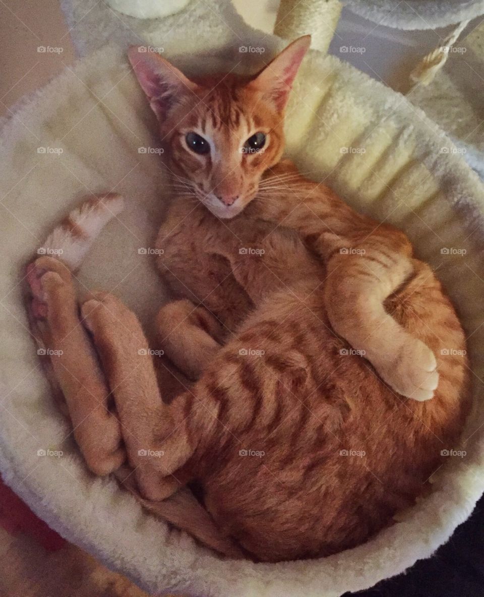 Ginger oriental cat in bed