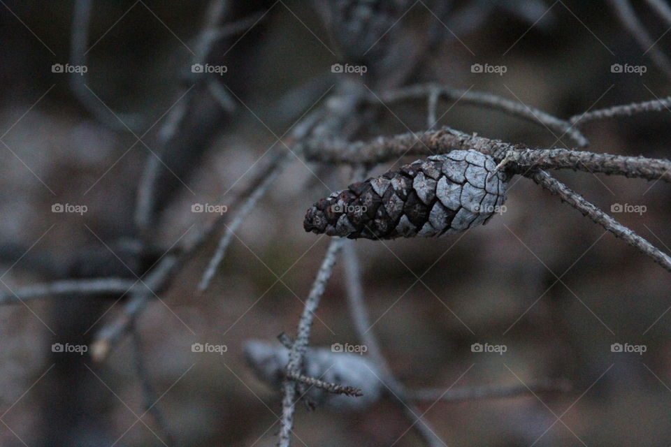 pinecone on toppled p