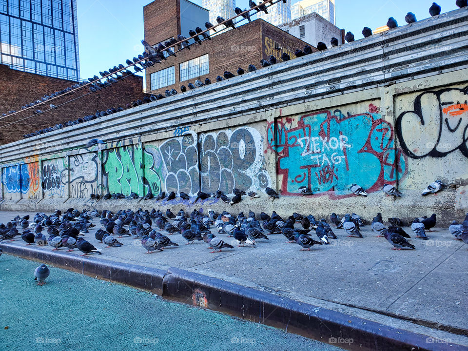 A street in midtown New York City is covered in pigeons and graffiti