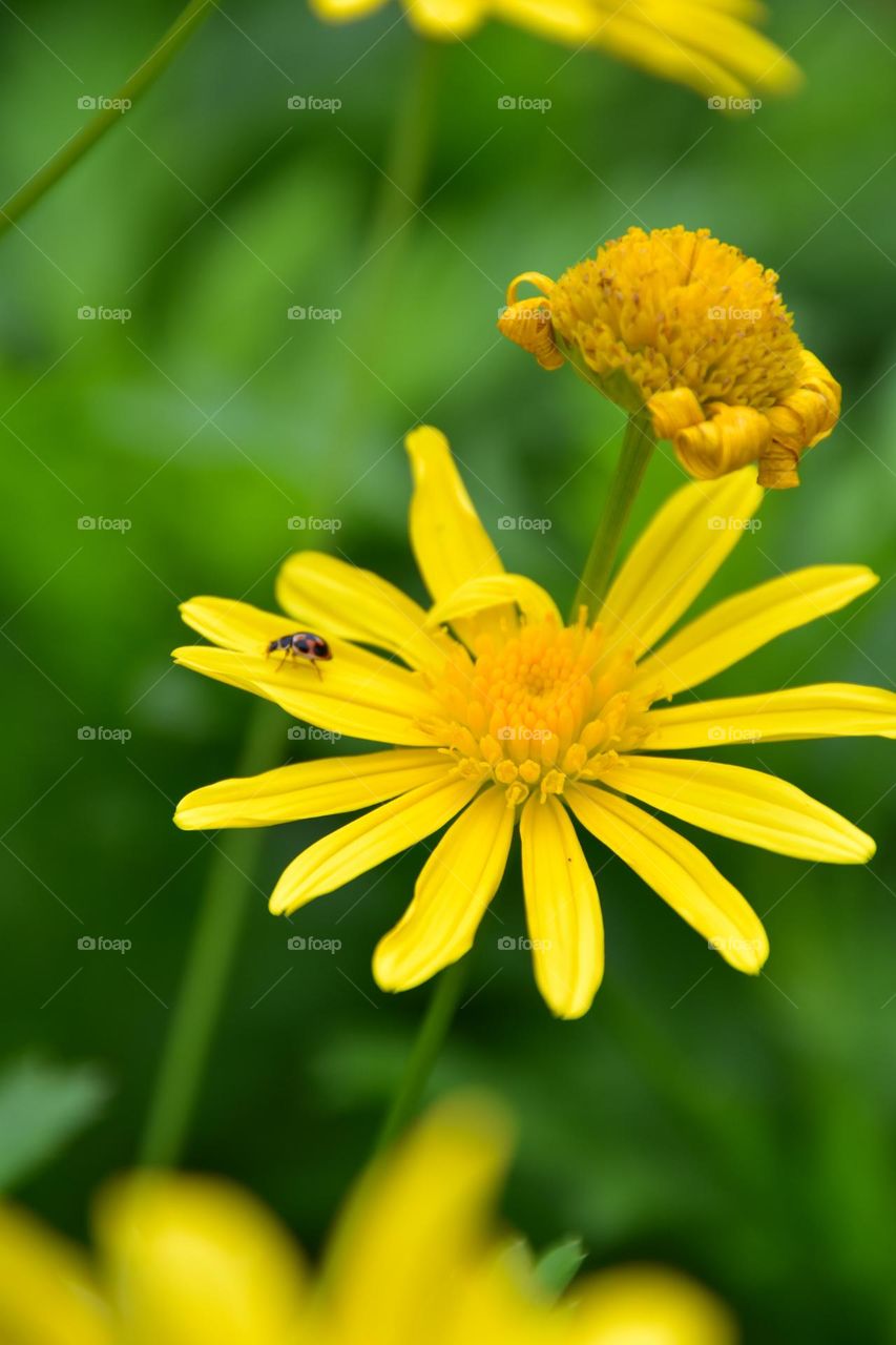 Golden Queen and The Ladybird