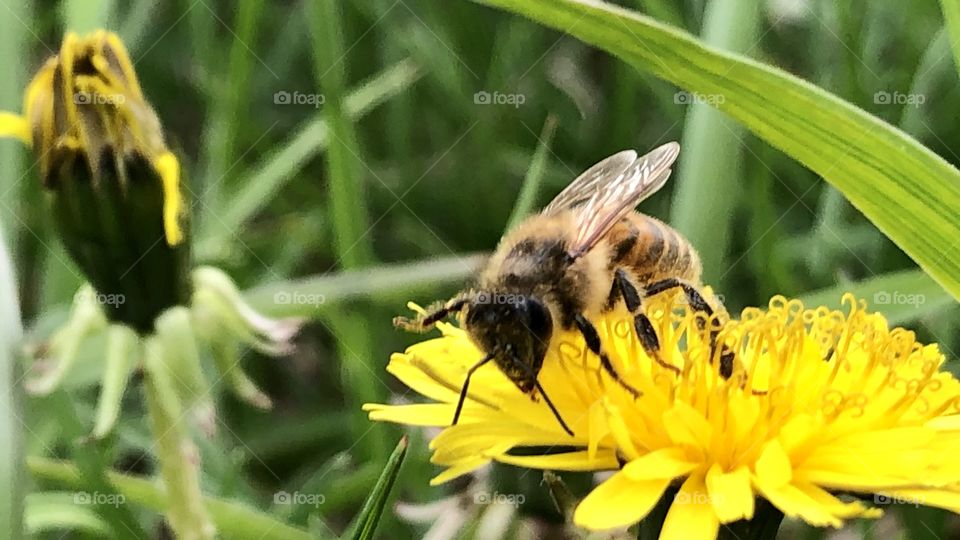 Honeybee on a Dandelion, honeybee. Dandelion, wings, bee, closeup, grass