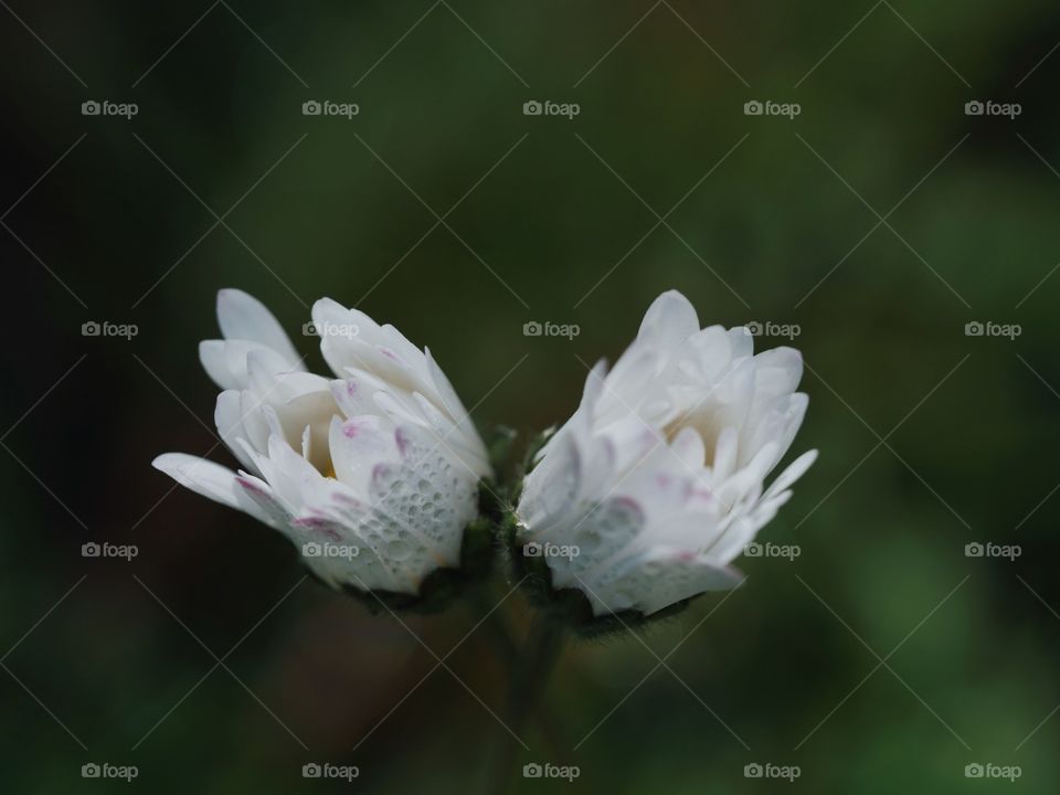 Close up of wet daisy flowers