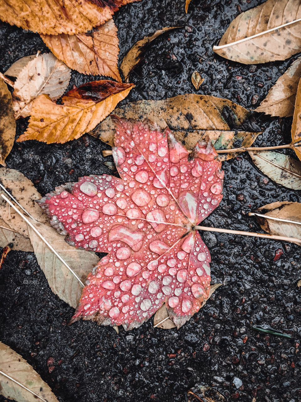 Overhead photo of a red leaf during autumn or fall