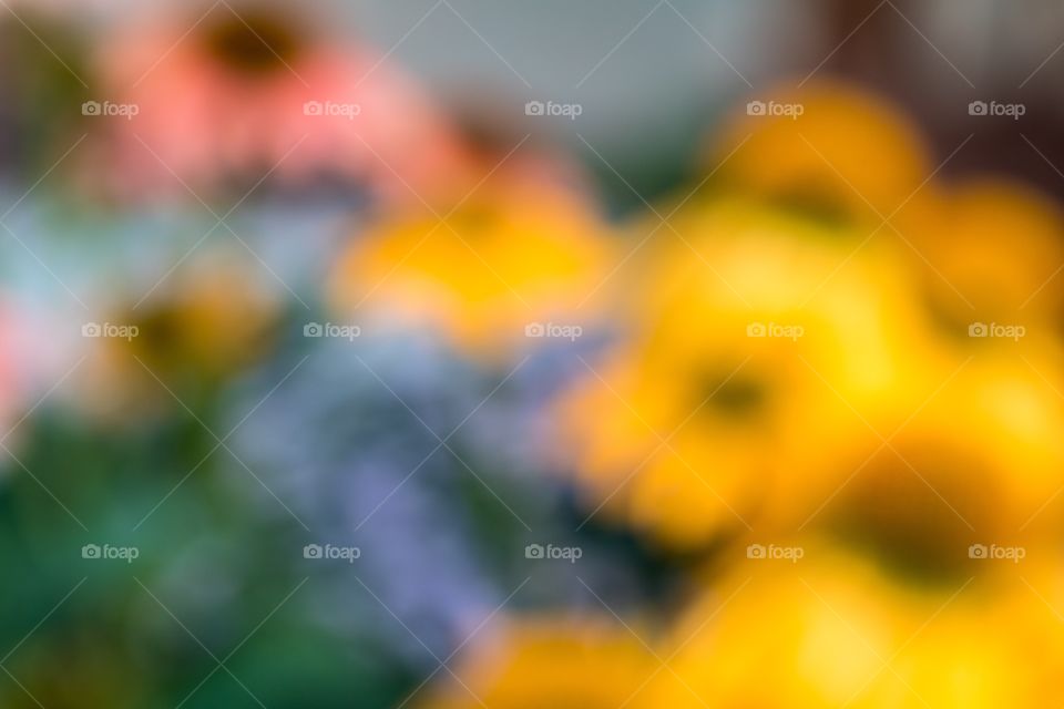 Intentionally blurry horizontal photo of yellow, red, green and brown cone flowers meant to be used as an abstract background