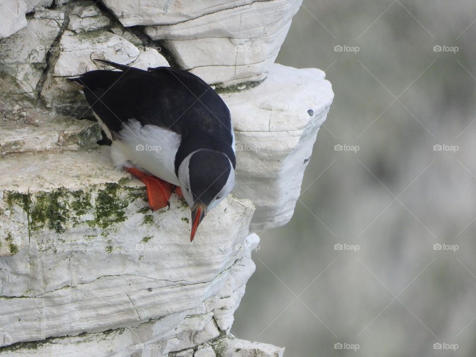 A puffin on a cliff