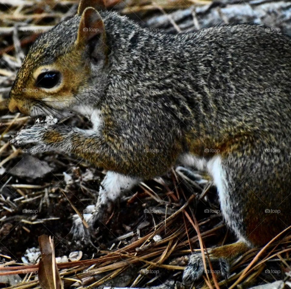 Snacking Squirrel 