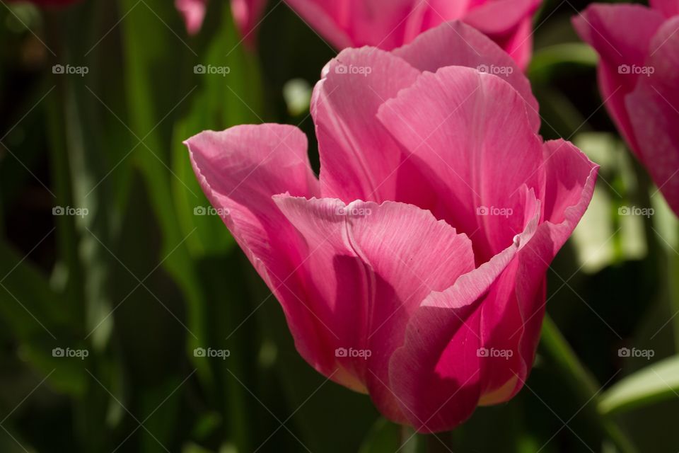 Close-up of pink tulip flower