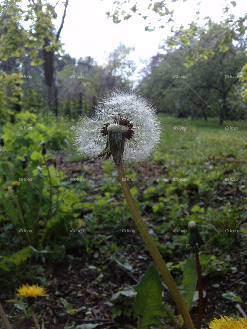 dandelion