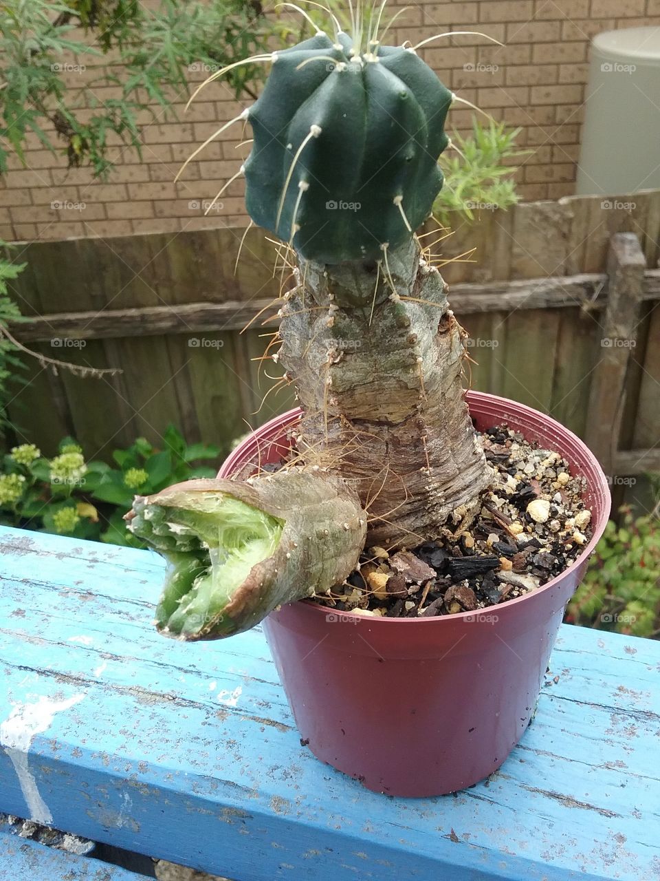 more of the cactus mutant growing