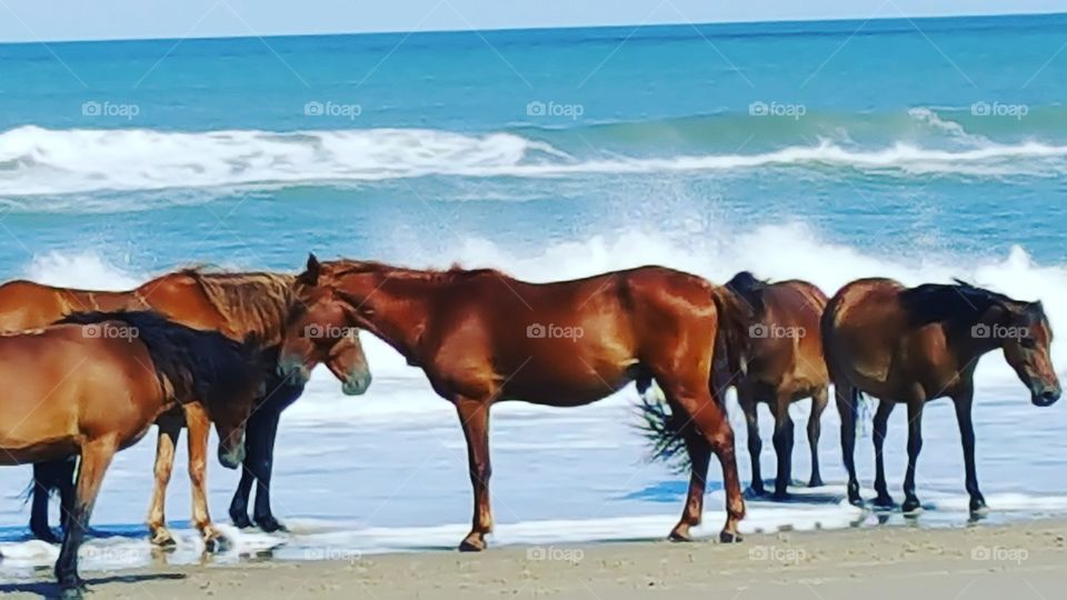 Horse, Mare, Equestrian, Equine, Cavalry